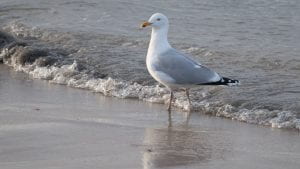 Source: (Fox)http://www.fox2detroit.com/news/local-news/man-arrested-in-petoskey-after-chasing-seagulls-naked-on-a-beach