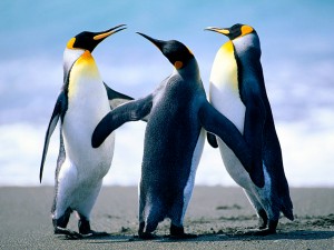 Penguins in Antarctica. 