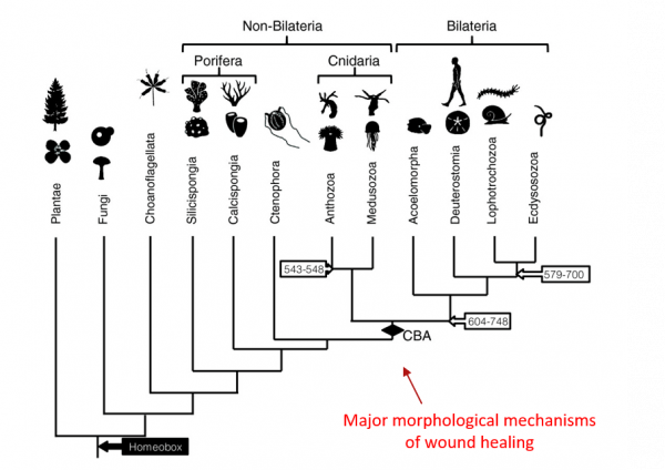 Morphological Mechanisms Diagram