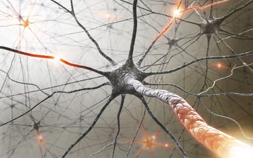 Protecting oligodendrocytes may reduce the impact of multiple sclerosis