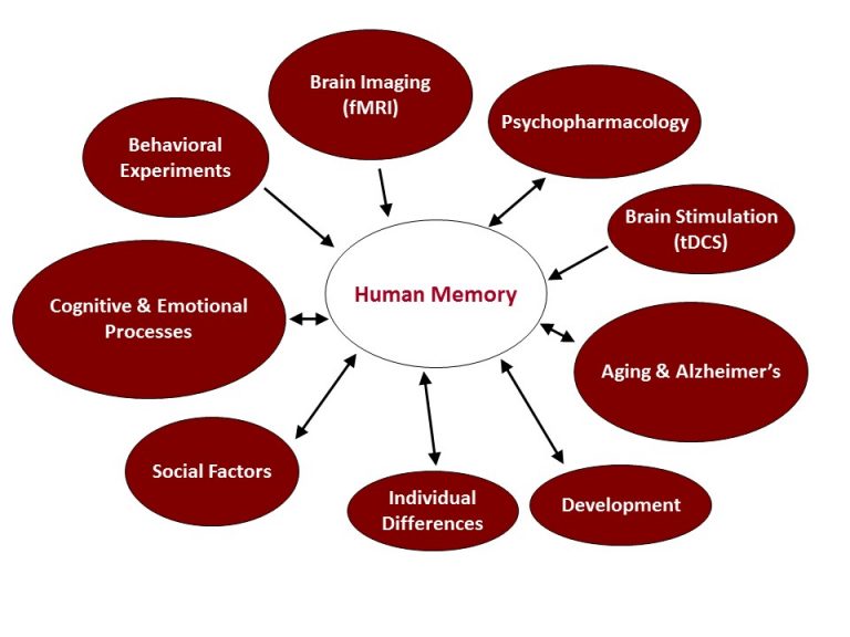 research on memory finds that