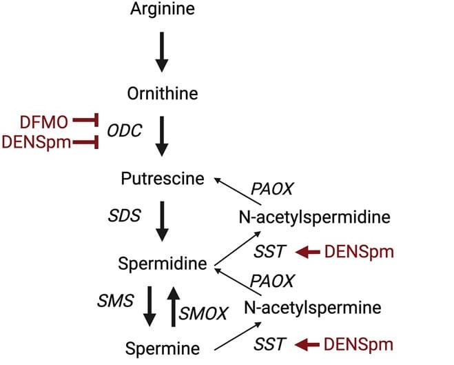 New Publication: “Discordant Effects of Polyamine Depletion by DENSpm and DFMO on β-cell Cytokine Stress and Diabetes Outcomes in Mice”