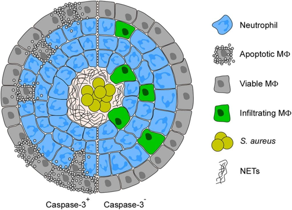 FIG 5 Model of macrophage exclusion from staphylococcal abscesses. Diagram illustrating the proposed role of caspase-3 during replication of S. aureus in deep-seated abscesses. Replicating S. aureus cells exploit AdsA to generate dAdo from NETs, thereby triggering caspase-3 activation and macrophage apoptosis. Caspase-3 deficiency promotes macrophage infiltration into infectious foci which affects abscess persistence and prevents the dissemination of bacteria to new foci.