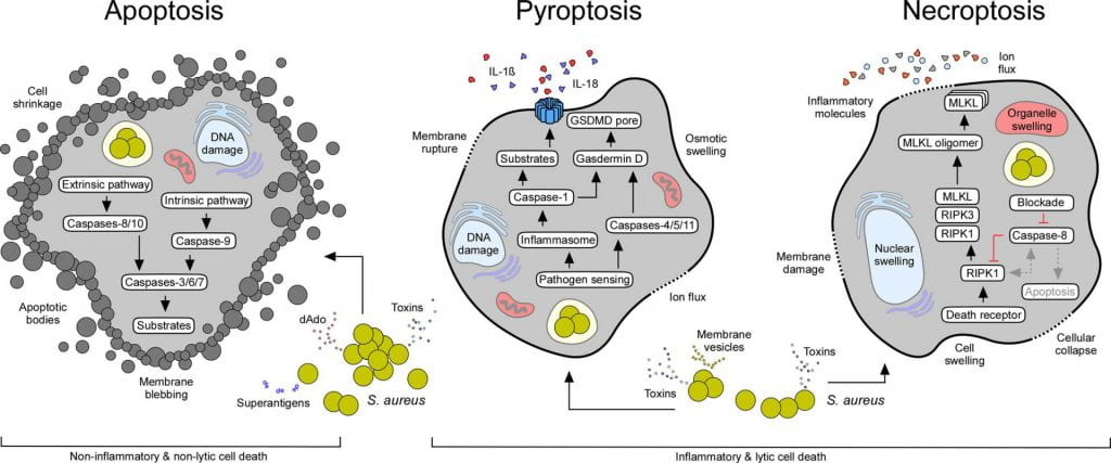 Figure 2 Staphylococcal interference with host cell death machineries. All major cell death modes including apoptosis, pyroptosis, and necroptosis may occur in response to extra- or intracellular staphylococci and their exoproducts (see Table 1). While apoptotic cell death is immunologically silent, pyroptosis and necroptosis cause strong inflammatory responses due to the release of pro-inflammatory molecules from injured host cells. Characteristic features and canonical signaling pathways of cell death modalities are indicated.