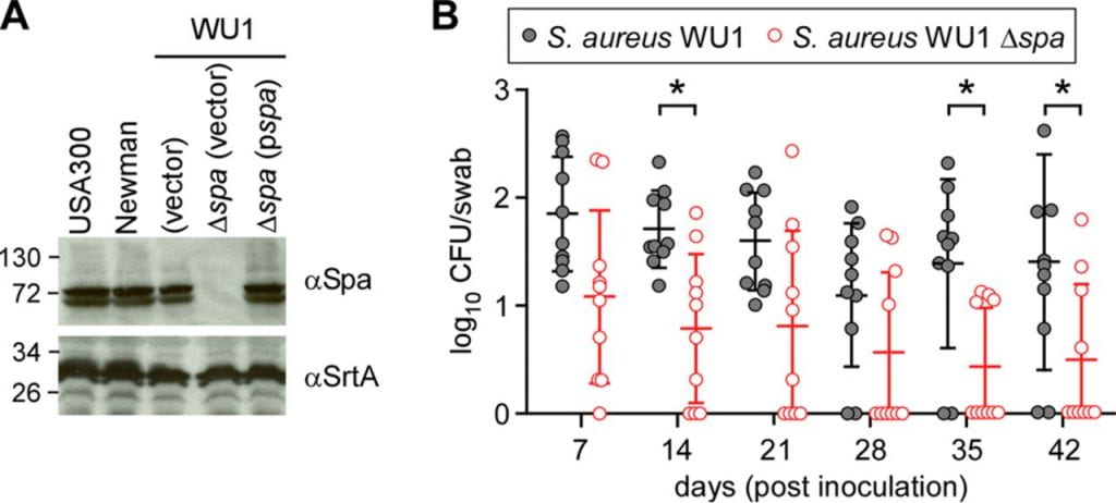 S. aureus WU1 expression of SpA is required for persistent colonization of C57BL/6 mice. (A) Immunoblots of S. aureus lysates derived from strains USA300 LAC, Newman, WU1, and the Δspa variant of WU1 with and without a plasmid for spa expression (pspa) were probed with SpA-specific (αSpA) and sortase A-specific (αSrtA) antibodies. Sizes are shown on the left in kilodaltons. (B) Cohorts of C57BL/6 mice (n = 10) were inoculated intranasally with 1 × 108 CFU of S. aureus WU1 or its Δspa variant, and the oropharynxes of the animals were swabbed at weekly intervals to enumerate the bacterial load. Each dot indicates the number of CFU per mouse. The median and standard deviation for each group of animals on a given day are indicated by the horizontal lines and error bars. The bacterial colonization data sets were analyzed with two-way ANOVA and Sidak multiple-comparison tests; statistically significant differences (*, P < 0.05) between the two groups of animals are indicated.