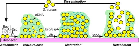 Model illustrating S. aureus atl-dependent biofilm formation and the impact of serine proteases, i.e., S. epidermidis Esp or S. aureus V8 (SspA), on controlling Atl activity and biofilm disassembly. The model distinguishes five steps in the biofilm developmental process: attachment, eDNA release, maturation, detachment, and dissemination. Three surface proteins (Eap, FnbA, and FnbB) are thought to promote S. aureus attachment to fibronectin (attachment). The secretion of Atl promotes the release of eDNA as an extracellular matrix for biofilm formation (eDNA release). Activation of secreted SspA (V8 protease) inactivates Atl, thereby promoting staphylococcal replication in the newly formed matrix (biofilm maturation). The continued activation of SspA promotes the detachment of staphylococcal cells from the biofilm (detachment). Detached staphylococci disseminate and adhere elsewhere by binding to fibronectin and establishing another biofilm. S. aureus biofilm formation is perturbed by the S. epidermidis secreted protease Esp. We propose that exuberant expression of S. epidermidis Esp (unlike S. aureus SspA) perturbs biofilm formation of S. aureus.