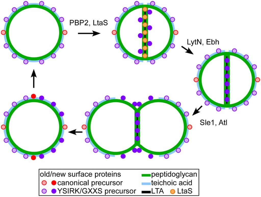 Schematic illustrating S. aureus cell division, PBP2-mediated synthesis of cross-wall peptidoglycan, LtaS-mediated synthesis of lipoteichoic acid (LTA) in septal membranes, and the trafficking of surface protein precursors with YSIRK-GXXS motif signal peptides (blue circles) to septal membranes. Following translocation, sortase A-mediated cell wall sorting, and incorporation into the cross-wall, the peptidoglycan layer is split and divided cells are separated, exposing cross-wall-incorporated proteins on the bacterial surface. Surface proteins with canonical signal peptides (red circles) are deposited into polar segments of the peptidoglycan layer.