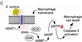 Diagram illustrating S. aureus killing of macrophages via hENT1-mediated uptake of AdsA/Nuc-derived dAdo, ADK/DCK-catalyzed conversion of dAdo to dAMP, as well as subsequent conversions to dADP and dATP, triggering caspase-3 activation and macrophage apoptosis.