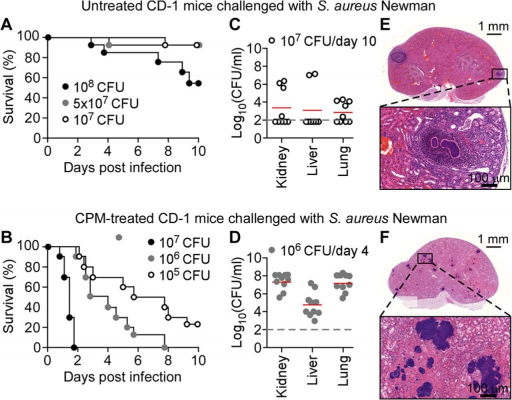 Staphylococcus aureus bloodstream infection in leukopenic mice. (A and B) Cohorts of 7-week-old female CD-1 mice (n = 10) mock treated (A) or treated with cyclophosphamide in 48-h intervals (B) were infected by injection of S. aureus Newman (1 × 105, 1 × 106, 1 × 107, 5 × 107, or 1 × 108 CFU) into the periorbital venous plexus, and animal survival was recorded over 10 days. (C and D) At day 10 (C) or 4 (D) postinfection, kidney, liver, and lung tissues of mock-treated (C) or cyclophosphamide-treated (D) CD-1 mice infected with S. aureus Newman bloodstream infection (1 × 106 or 1 × 107 CFU) were removed during necropsy; homogenized tissues were analyzed for staphylococcal load by plating serially diluted samples on agar plates and enumerating CFU. (E and F) Hematoxylin and eosin-stained thin sections of kidney tissues from mock-treated (E) and cyclophosphamide-treated (F) mice that had been euthanized on day 10 following bloodstream infection with 1 × 107 and 1 × 106 CFU S. aureus Newman, respectively, were viewed by light microscopy and images were acquired. Bars indicate length measurements. See the text for details.