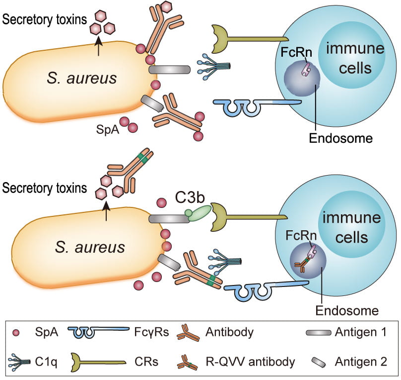 Adipocytes Armed against Staphylococcus aureus