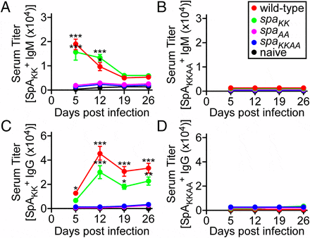 VH3 clonal antibody expansion in S. aureus-infected mice requires SpA binding to Ig variant heavy chains. Cohorts of C57BL/6 mice (n = 5) were infected by i.v. inoculation with a sublethal dose (1 × 107 CFUs) of wild-type S. aureus, protein A variants (spaKK, spaAA, and spaKKAA), or left uninfected (naive). On days 5, 12, 19, and 26 post infection, serum samples were collected from mice. IgM (A and B) and IgG (C and D) responses were analyzed against SpAKK (A and C), a protein A variant that specifically recognizes VH3 clonal Fab fragments, and SpAKKAA (B and D), a protein A variant that fails to recognize Ig molecules, to determine the abundance of VH3 clonal antibody and protein A-specific antibody, respectively. Statistical analysis was performed with two-way ANOVA (*P < 0.05; **P < 0.001; ***P < 0.0001). Data points represent the mean ± SEM. Results are representative of three independent analyses.