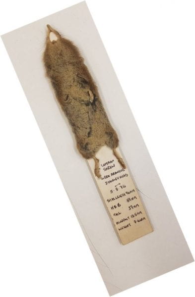 Undated shrew bookmark, Potteries and Art Museum of Stoke-on Trenk, UK. 