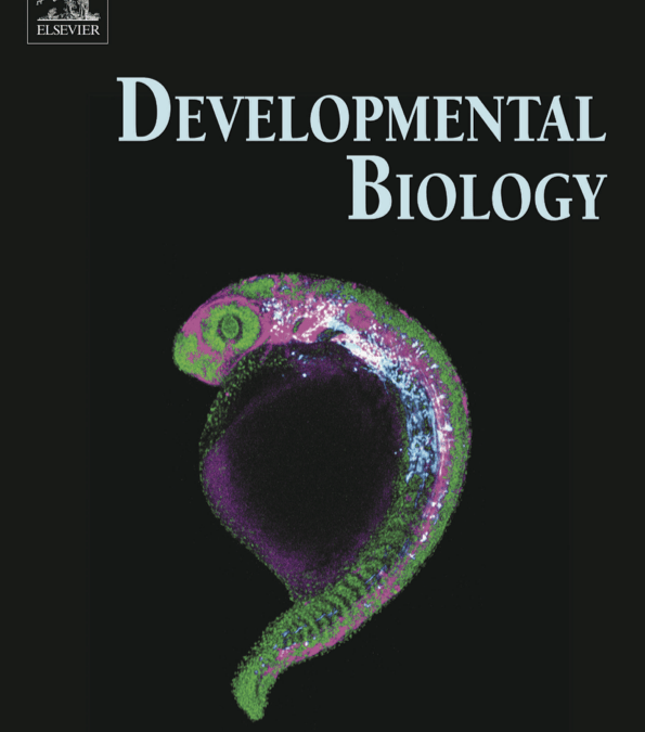 Prince lab paper makes cover of Developmental Biology!