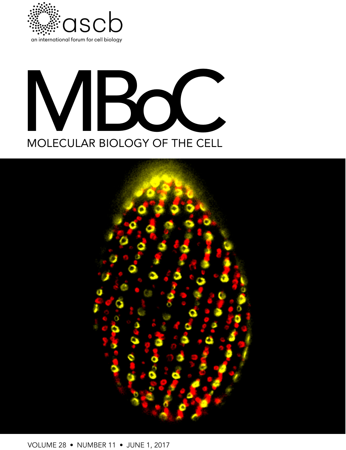 Featured in Molecular Biology of the Cell