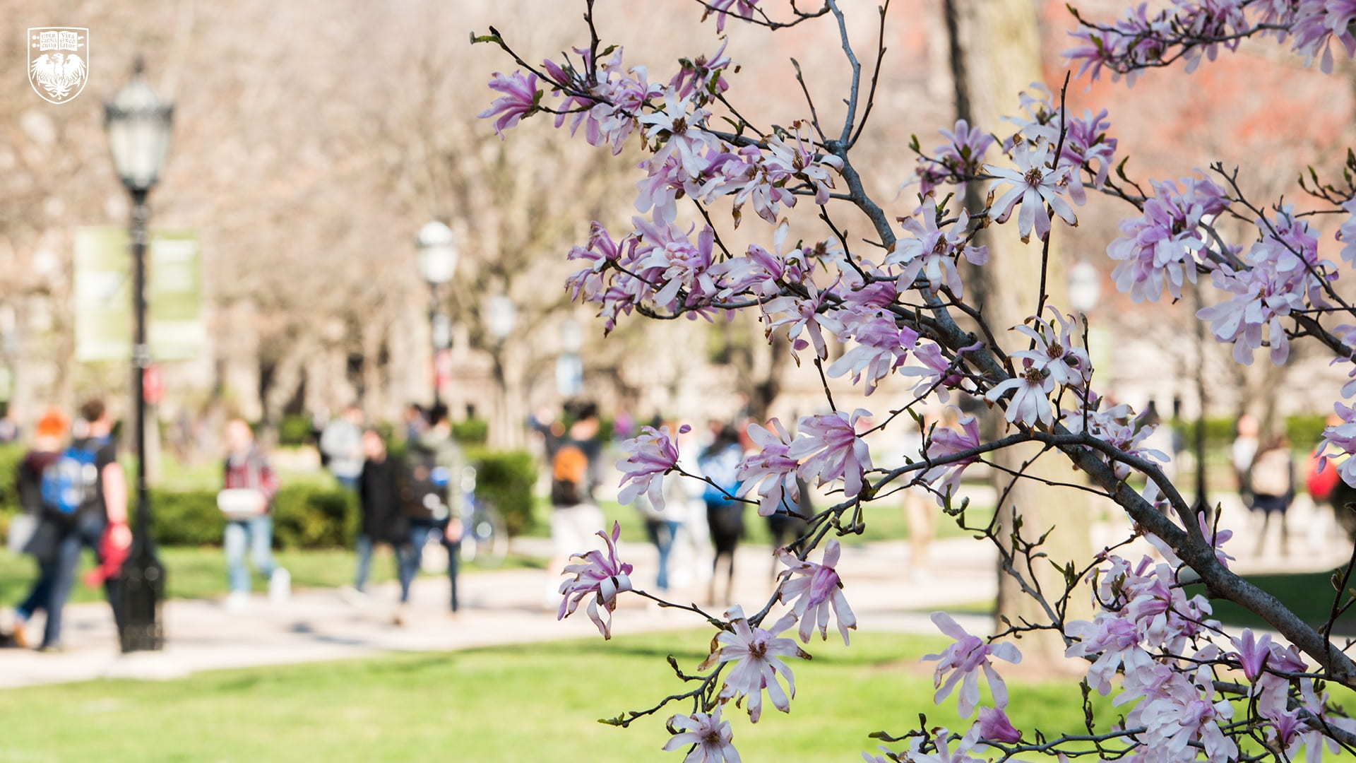 People walking across the quad on a sunny day with pink blooms in the foreground
