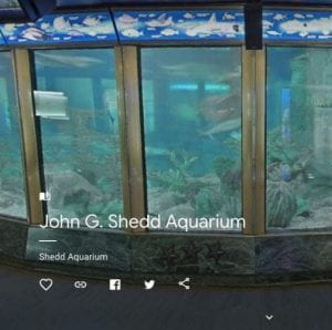 shedd aquarium chicago virtual tour