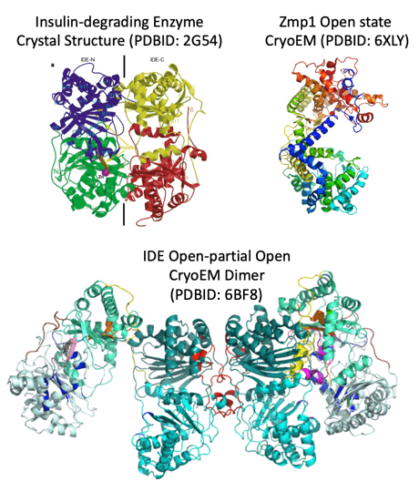Open-partially Open configuration of human insulin-degrading enzyme, colored to indicate regions of key structural interest (PDB: 6bf8, modified)
