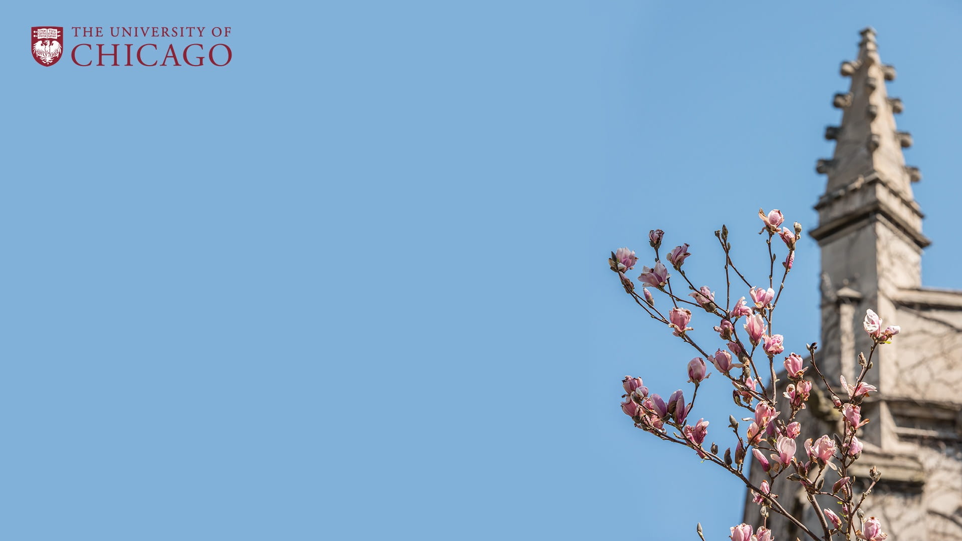 Stone spire of a building against a blue sky with pink flowers on a tree branch in front