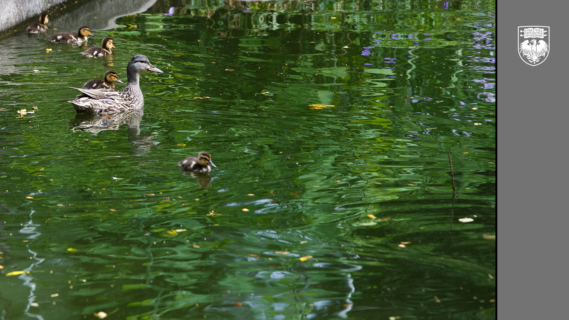 Mother duck and five duckling swimming in green water