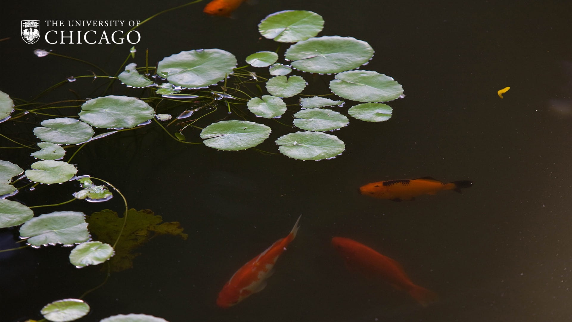 Four orange koi fish beneath the water surface with a few green lily pads