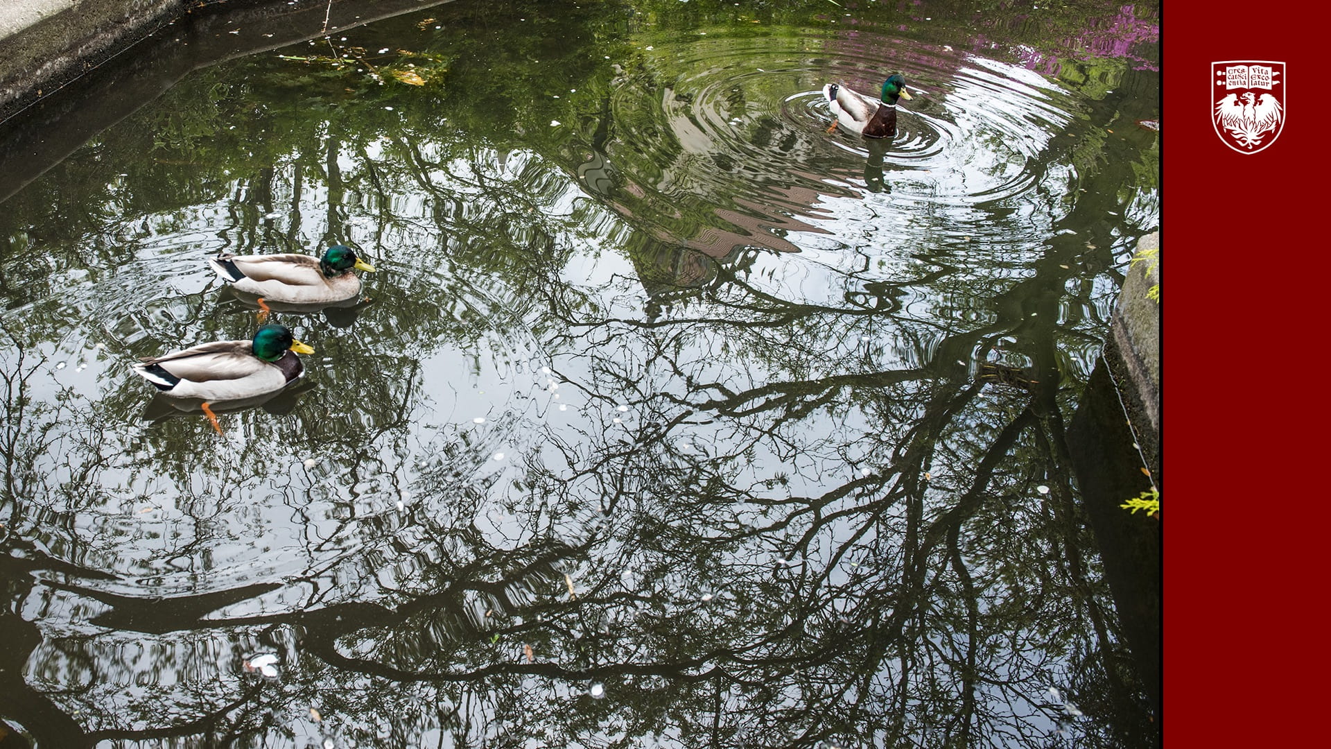 Three male ducks floating on the water with reflections of trees on the water