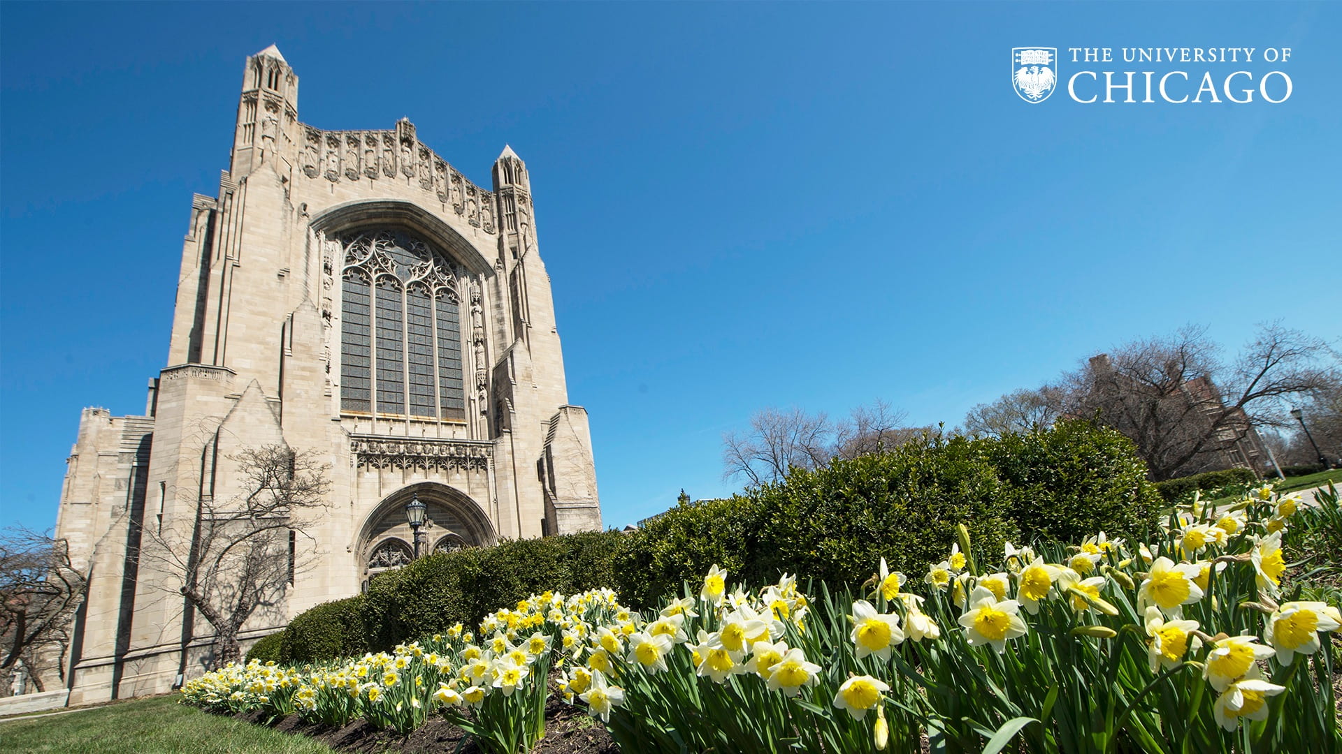 Looking up towards a tall white Gothic chapel with a row of yellow daffodils in the foreground